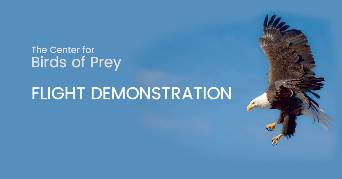 birds of prey flight demonstration