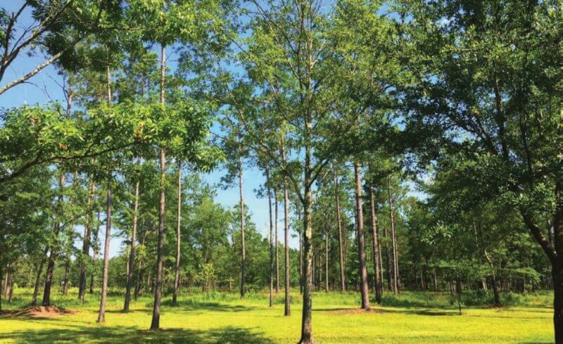 2016 Beaufort County Open Land Trust Annual Report - Burris Family trees
