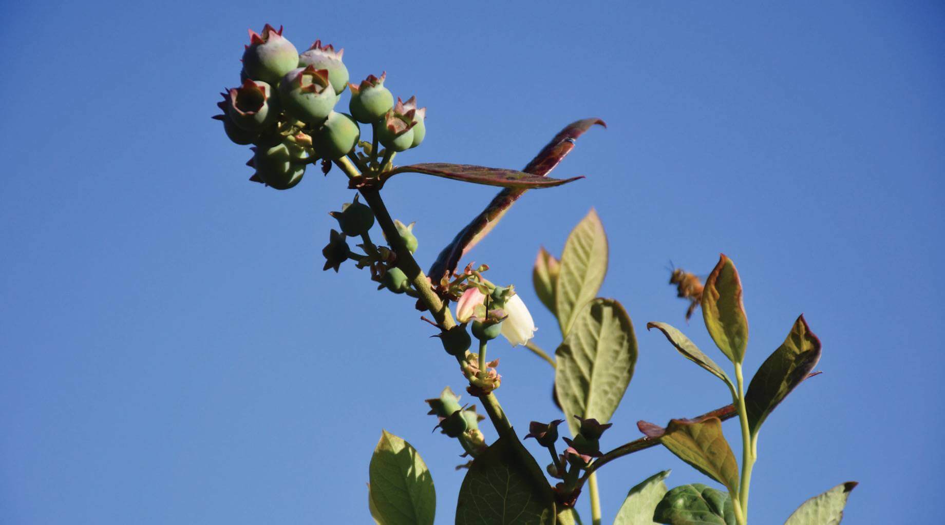 2016 Beaufort County Open Land Trust Annual Report - blueberries