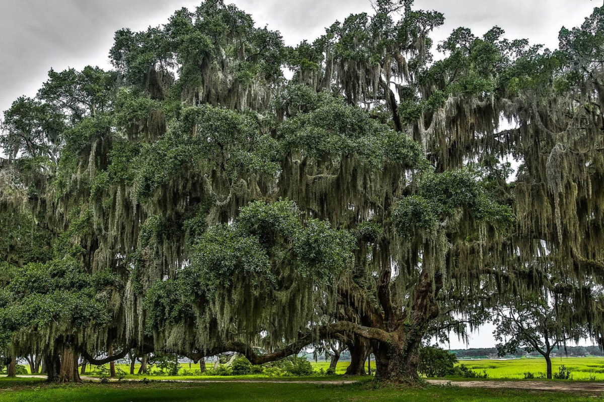 What Trees Does Spanish Moss Grow On