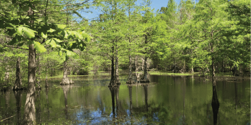 Gopher Wood, 563 acres in Hampton County protected by OLT with funds from the SCCB